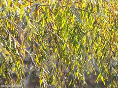 Elaeagnus angustifolia