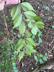 Eugenia biflora