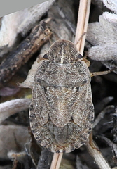 Sciocoris