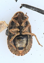 Sciocoris