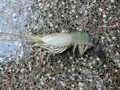 Macrobrachium rosenbergii