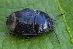 Sehirus morio
