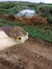 Acrocephalus scirpaceus baeticatus