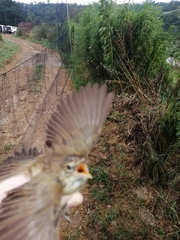 Acrocephalus scirpaceus baeticatus