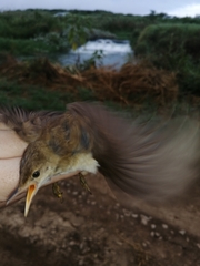 Acrocephalus scirpaceus baeticatus