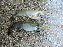 Macrobrachium rosenbergii