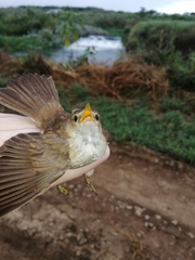 Acrocephalus scirpaceus baeticatus