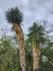 Yucca filifera