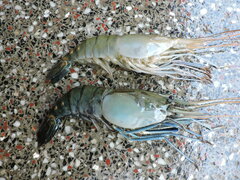 Macrobrachium rosenbergii