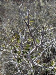 Castela erecta