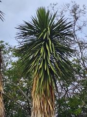 Yucca filifera