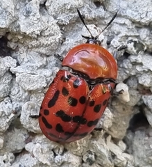 Conchyloctenia punctata