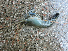 Macrobrachium rosenbergii