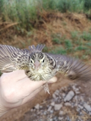 Euplectes orix