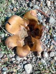 Scleroderma polyrhizum