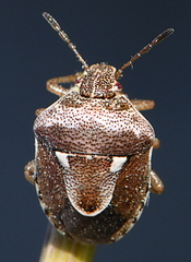 Stagonomus bipunctatus