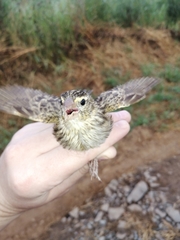 Euplectes orix