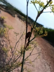 Graphosoma lineatum siciliensis