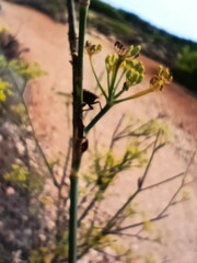 Graphosoma lineatum siciliensis