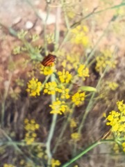 Graphosoma lineatum siciliensis
