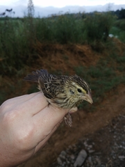 Euplectes orix