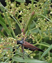 Scaphura elegans