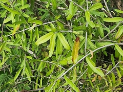 Forestiera angustifolia