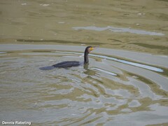 Phalacrocorax carbo