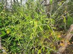 Forestiera angustifolia
