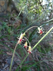 Tulbaghia