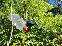 Euneornis campestris