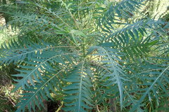 Sonchus canariensis