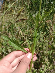 Verbena litoralis