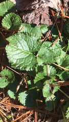 Lamium maculatum