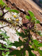 Solanum grayi