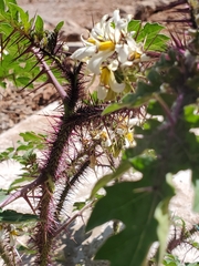 Solanum grayi
