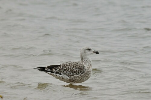 Great Black-backed Gull, photo 8 of 9