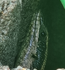 Trachylepis