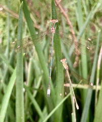Lestes virgatus