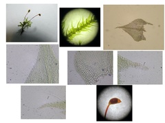 Sciuro-hypnum reflexum