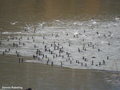 Phalacrocorax carbo
