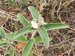 Croton incanus