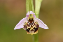 Ophrys oestrifera