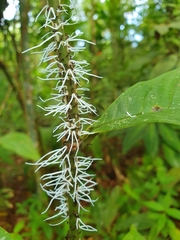 Flatidae