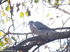 Columba palumbus