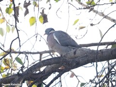 Columba palumbus
