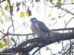 Columba palumbus