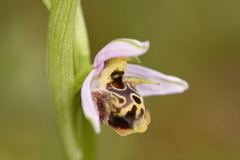 Ophrys oestrifera