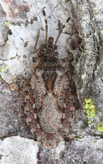 Aradus obtectus