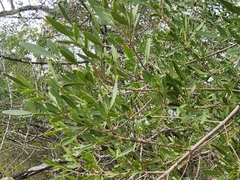 Fraxinus greggii